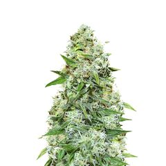 Chronic Ryder Auto, Фасовка: 10